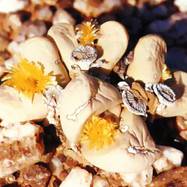 Argyroderma crateriforme ARGYRODERMA (АРГИРОДЕРМА)