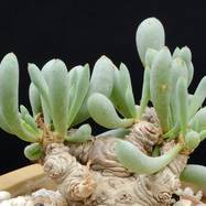 Othonna clavifolia OTHONNA (ОТОННА)