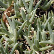 Ruschia RUSCHIA (РУШИЯ)