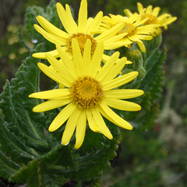 Senecio cerberoanus OTHONNA (ОТОННА)