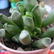 Adromischus alveolatus P.C.Hutchis. Adromischus (Адромисхус)