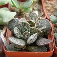 Adromischus 'Brian Makin' Adromischus (Адромисхус)