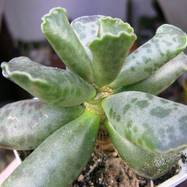 Adromischus cooperi (Bak.) Bgr. Adromischus (Адромисхус)