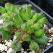 Adromischus cristatus var.clavifolius Adromischus (Адромисхус)