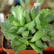 Adromischus cristatus  Adromischus (Адромисхус)