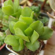 Adromischus cristatus Lem. var.zeyeri (Harv.) Toelken Adromischus (Адромисхус)