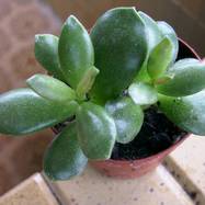 Adromischus hemisphaericus (L.) Lem. Adromischus (Адромисхус)