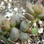 Adromischus cv 'Little Spheroid'  Adromischus (Адромисхус)