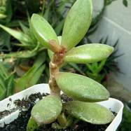 Adromischus marianae Adromischus (Адромисхус)