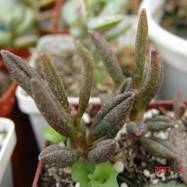 Adromischus marianae Adromischus (Адромисхус)