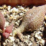 Adromischus marianae var.herrei  Adromischus (Адромисхус)