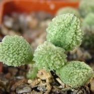 Adromischus marianae var.herrei  Adromischus (Адромисхус)