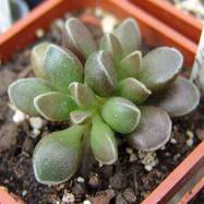 Adromischus marianae var.immaculatus Adromischus (Адромисхус)