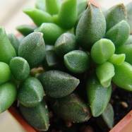 Adromischus marianae var.tanqua Adromischus (Адромисхус)