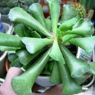 Adromischus poellnitzianus Werderm. Adromischus (Адромисхус)