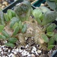 Adromischus subdistichus  Adromischus (Адромисхус)