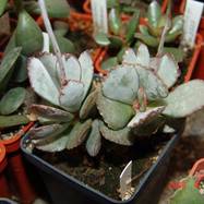 Adromischus schuldtianus Pofader Adromischus (Адромисхус)