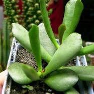 Adromischus alsoviensis Adromischus (Адромисхус)