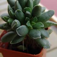 Adromischus sp. Lavranos Adromischus (Адромисхус)