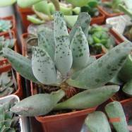 Adromischus festivus C.A.Smith. Adromischus (Адромисхус)