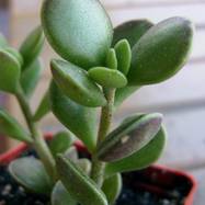Adromischus caryophyllaceus (Burm.f.) Lem.? Adromischus (Адромисхус)