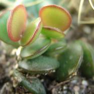 Adromischus subdistichus  Adromischus (Адромисхус)