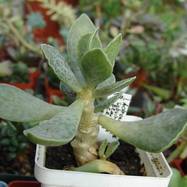 Adromischus subviridis  Adromischus (Адромисхус)