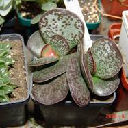 Adromischus trigynus Adromischus (Адромисхус)