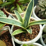 AGAVACEAE