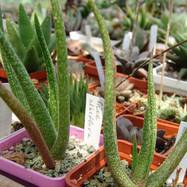 Aloe albiflora Aloe (Алоэ)