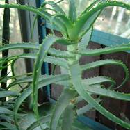 Aloe arborescens Aloe (Алоэ)