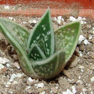 Aloe ausana Aloe (Алоэ)