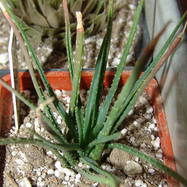 Aloe bowiea Aloe (Алоэ)