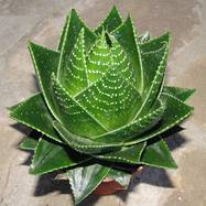 Aloe cv 'Cosmo' Aloe (Алоэ)