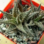 Aloe descoingsii x haworthioides Aloe (Алоэ)