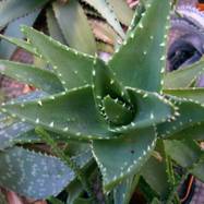 Aloe distans Haw. Aloe (Алоэ)