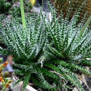 Aloe haworthioides Bak. Aloe (Алоэ)