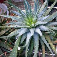 Aloe humilis (L.) Mill. Aloe (Алоэ)