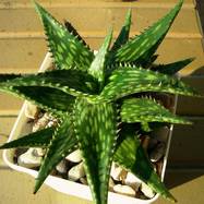 Aloe jucunda Aloe (Алоэ)