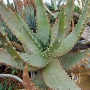 Aloe longistyla Bak. Aloe (Алоэ)