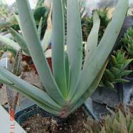 Aloe plicatilis Aloe (Алоэ)