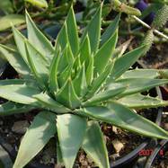 Aloe polyphylla Aloe (Алоэ)