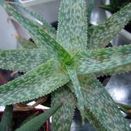Aloe rauschii Aloe (Алоэ)
