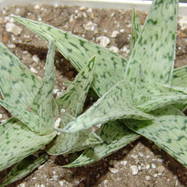 Aloe rauschii сv 'Snowflake' Aloe (Алоэ)