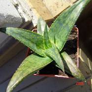 Aloe saponaria