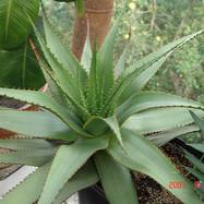 Aloe broomii Schoenl. Aloe (Алоэ)