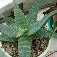 Aloe saponaria Haw. Aloe (Алоэ)