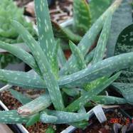Aloe sp. Aloe (Алоэ)