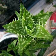 Aloe squarrosa  Aloe (Алоэ)