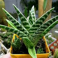 Aloe variegata L. Aloe (Алоэ)